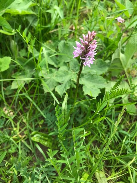 Common Spotted Orchid