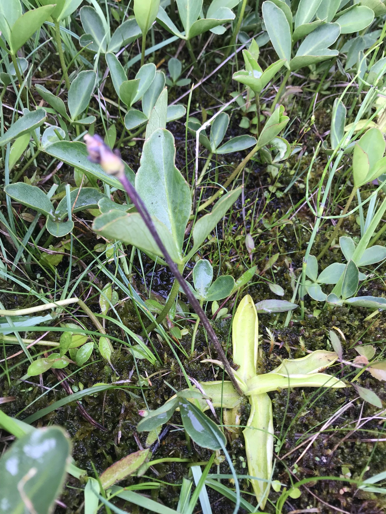 Common Butterwort