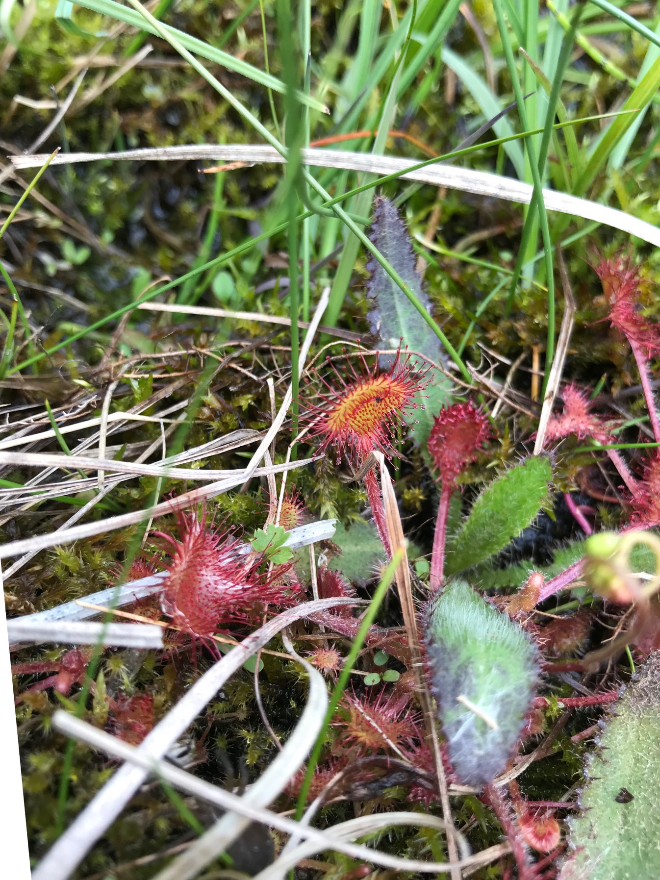 Round leaved Sundew