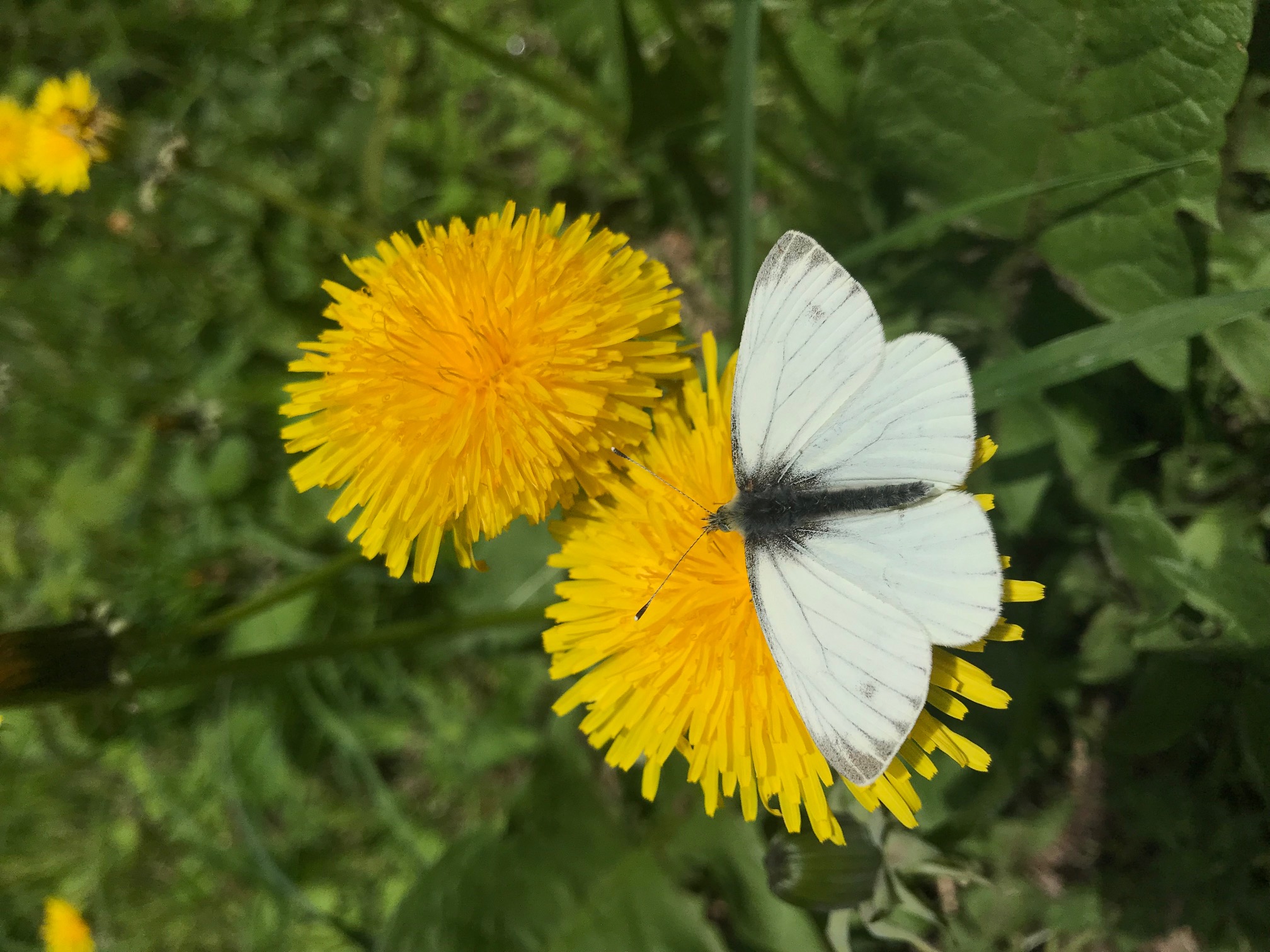 Green Veined White