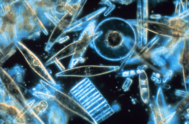 https://scottishwildlifetrust.org.uk/wp-content/uploads/2018/07/Diatoms_through_the_microscope-wikipedia-730x480.jpg