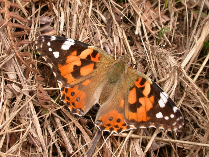 Painted lady © Philip Precey