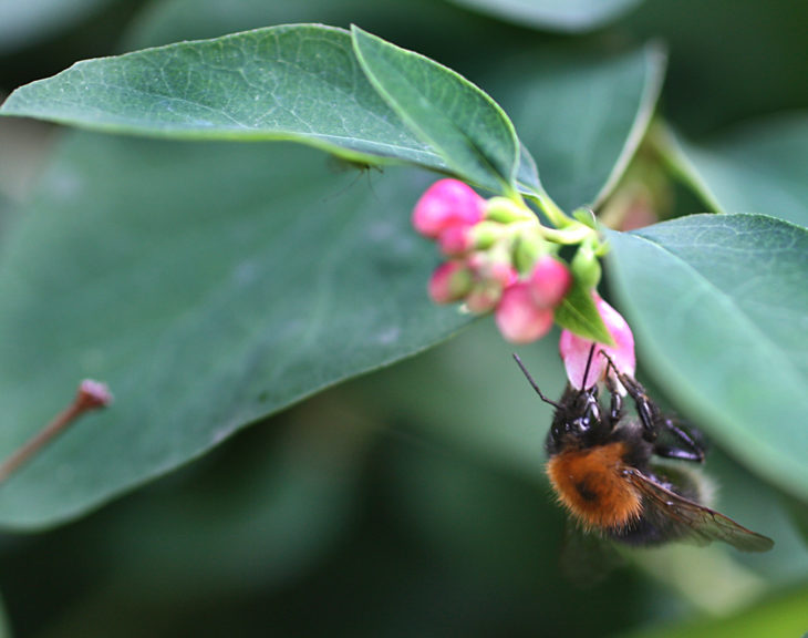 Tree bumblebee (c) Penny Frith