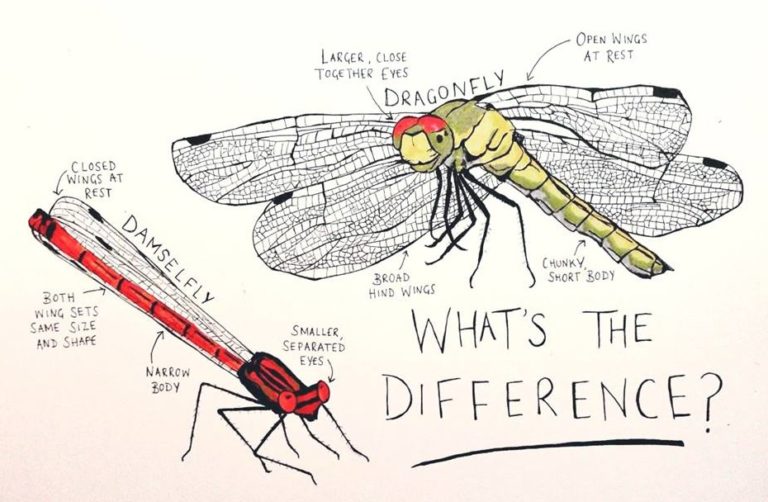 Dragonflies and Damselflies How to Tell the Difference Scottish