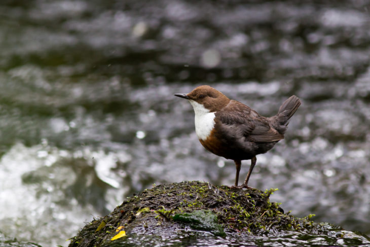 A dipper on a rock