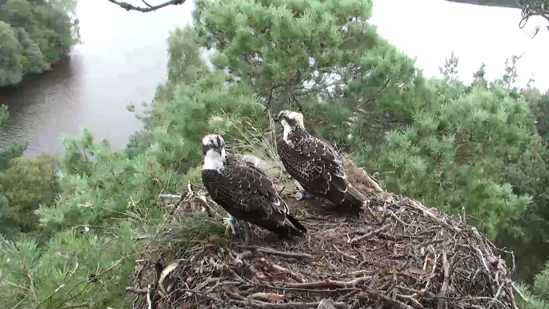 why do ospreys migrate