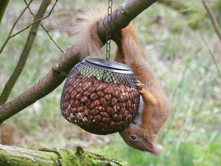 Ear Tufts And Fluffy Tails All About Red Squirrels Scottish