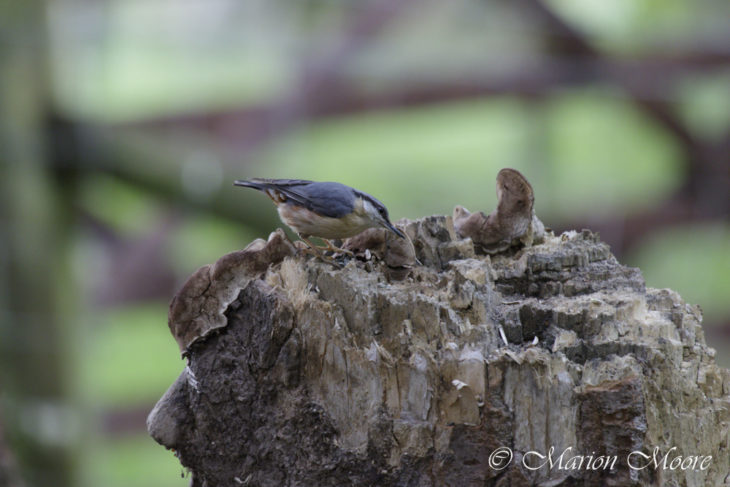 Is climate change altering the range of the nuthatch?