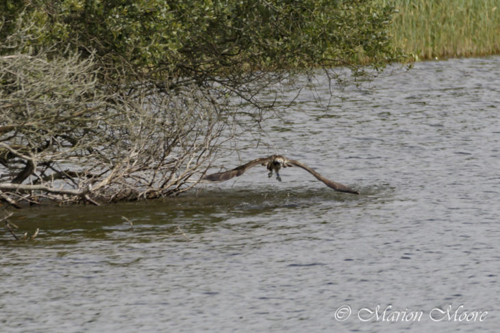 Farewell Lf15 Scottish Wildlife Trust