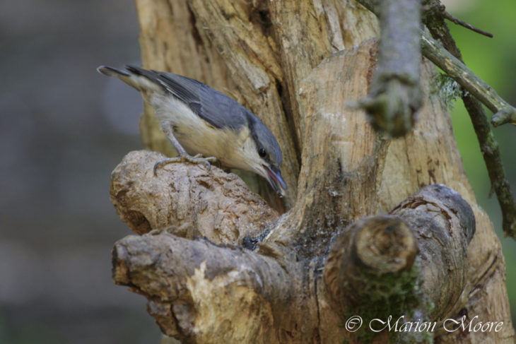 Nuthatches catch prey other species miss