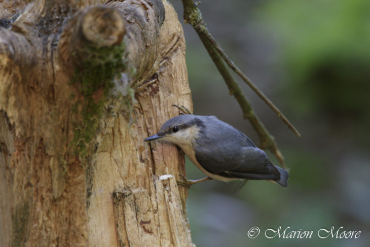 Nuthatches have arrived at Loch of the Lowes