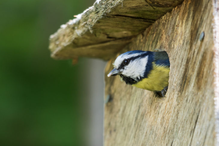 Blue tit emerging from nest box, Jupiter © Lewis Wetton