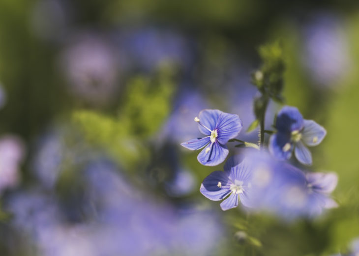 Germander speedwell at Jupiter © Lewis Wetton