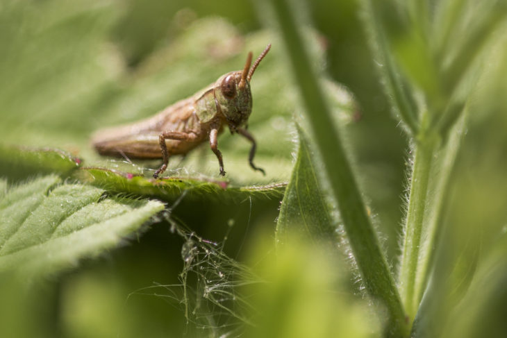 Meadow grasshopper at Jupiter © Lewis Wetton