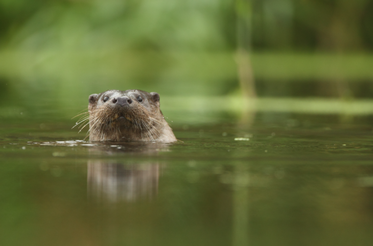 An otter in a river