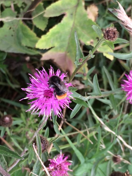 Red tailed bumblebee 