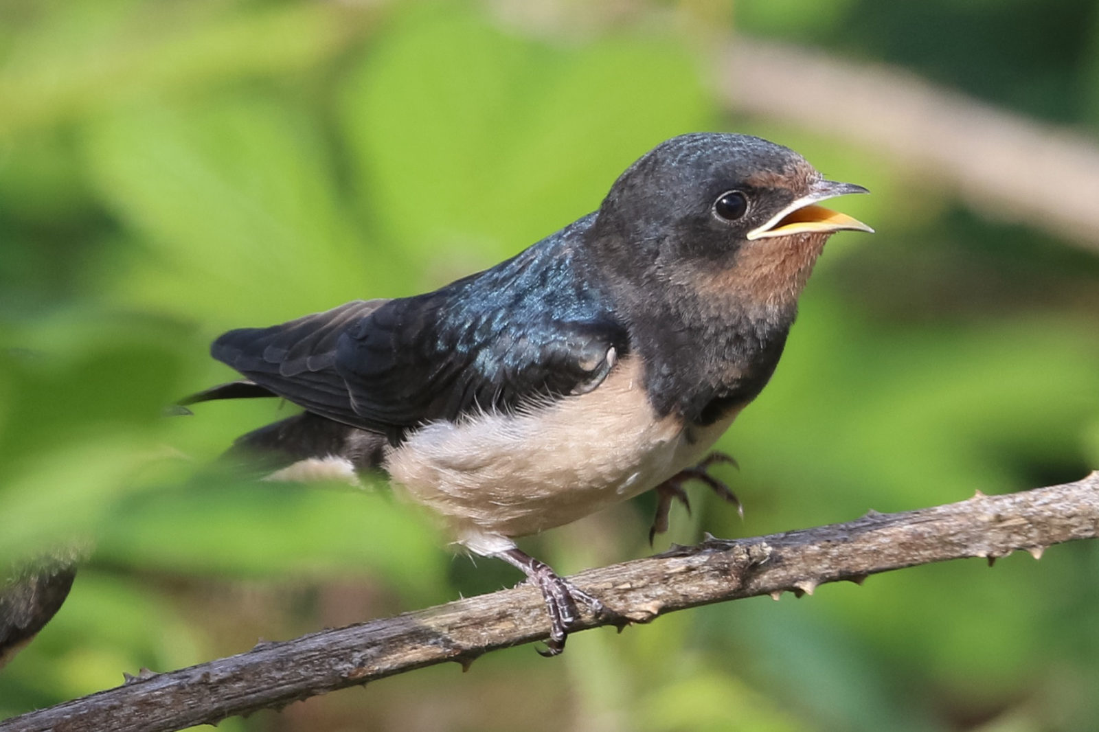 swallow-season-is-coming-to-an-end-scottish-wildlife-trust