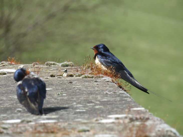 Swallow Season Is Coming To An End Scottish Wildlife Trust 