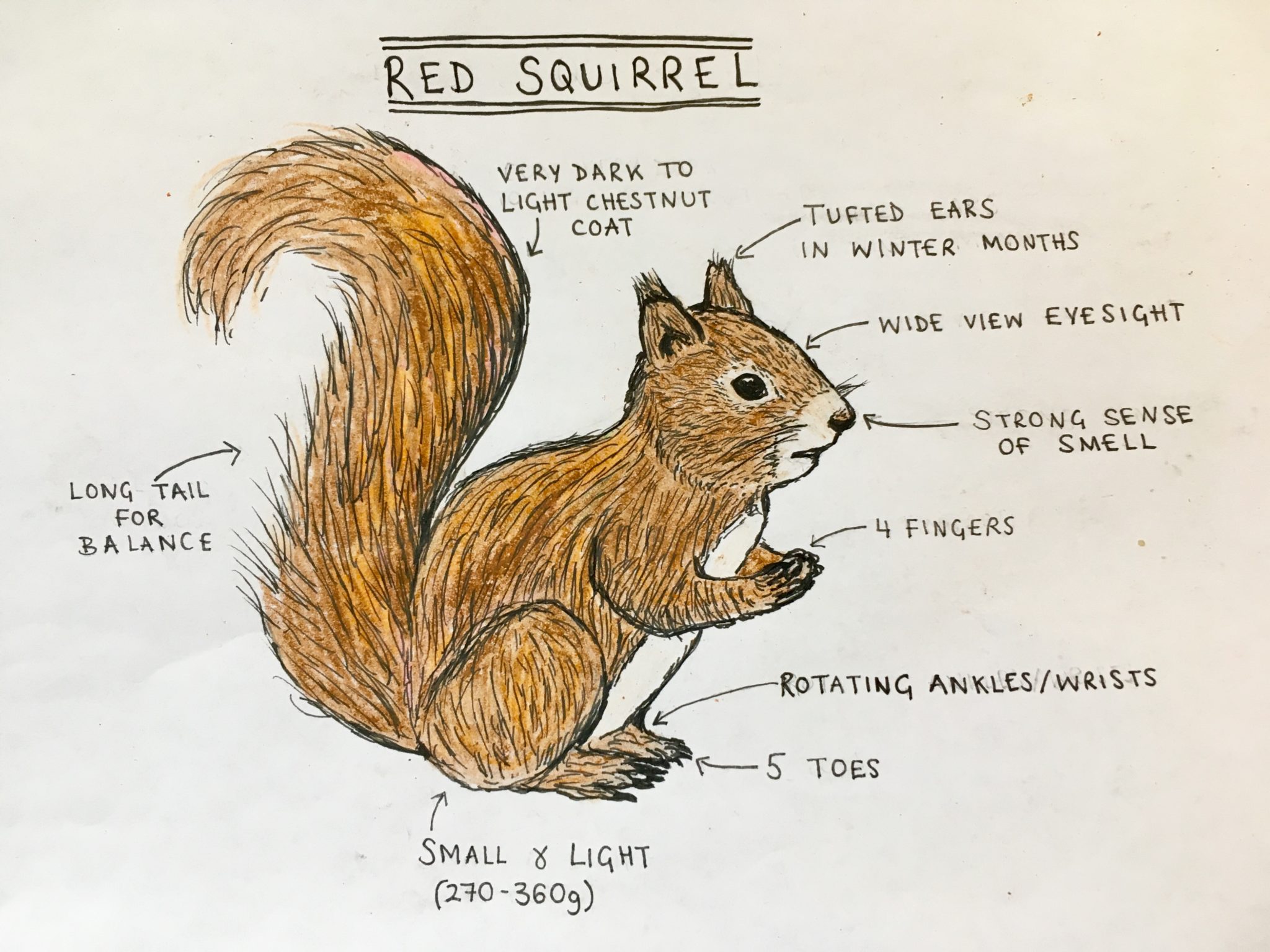 Ear Tufts and Fluffy All About Red Squirrels | Wildlife Trust
