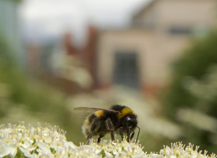 Bee on cow parsley © Paul Hobson