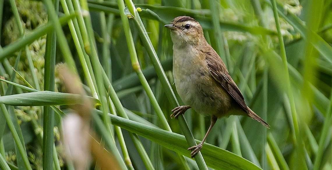 Hidden in the reeds – the dramatic life of the tiny Sedge Warbler ...