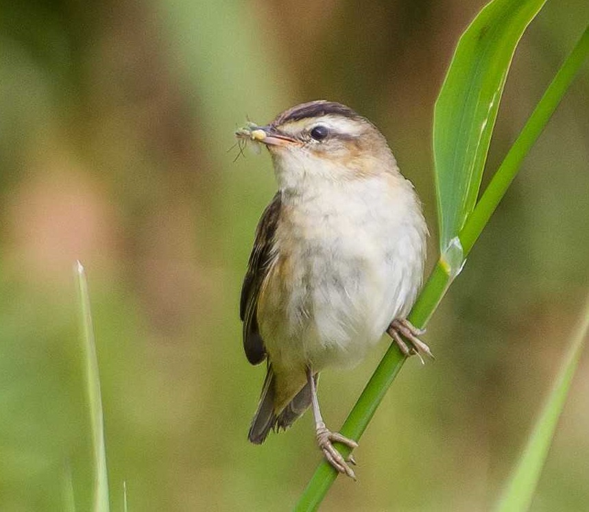 Hidden in the reeds – the dramatic life of the tiny Sedge Warbler ...