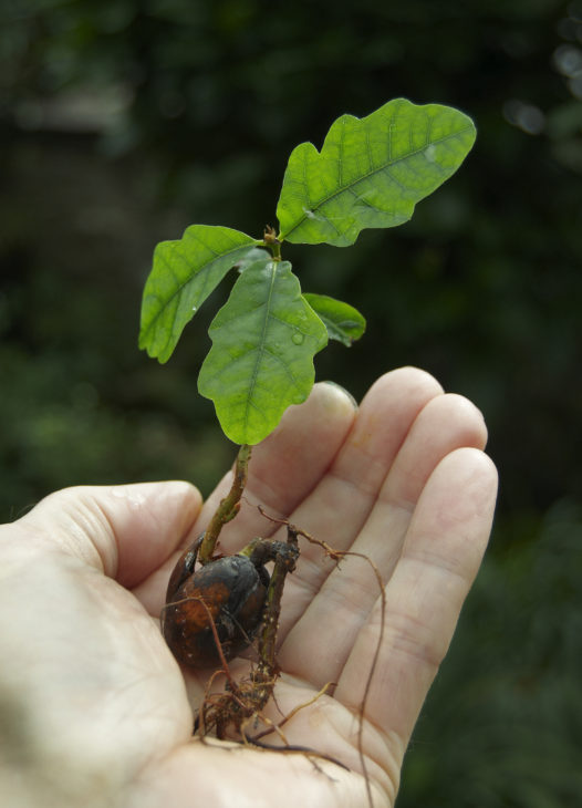 Oak seedling © Alan Price