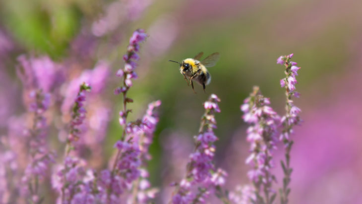 Bumblebee © Jon Hawkins, Surrey Hills Photography