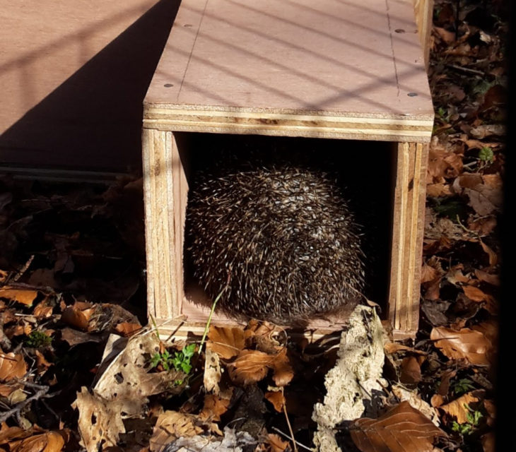 Hedgehog home