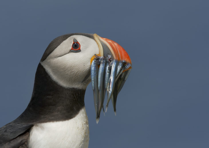 Puffin © Richard Steel, 2020VISION