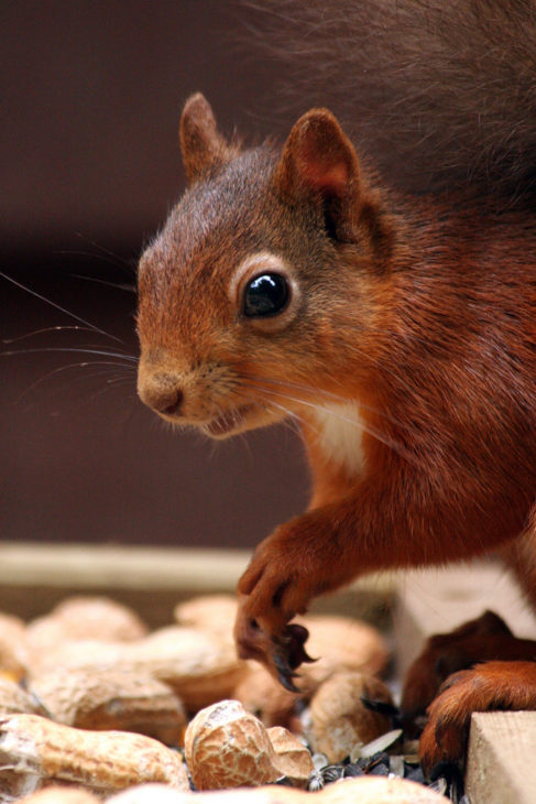 Red squirrel © Laura Preston
