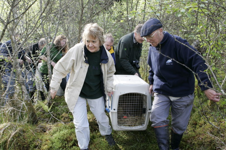 Roseanna Cunningham MSP helping to release a beaver into Knapdale Forest in 2009. © Scottish Beaver Trial