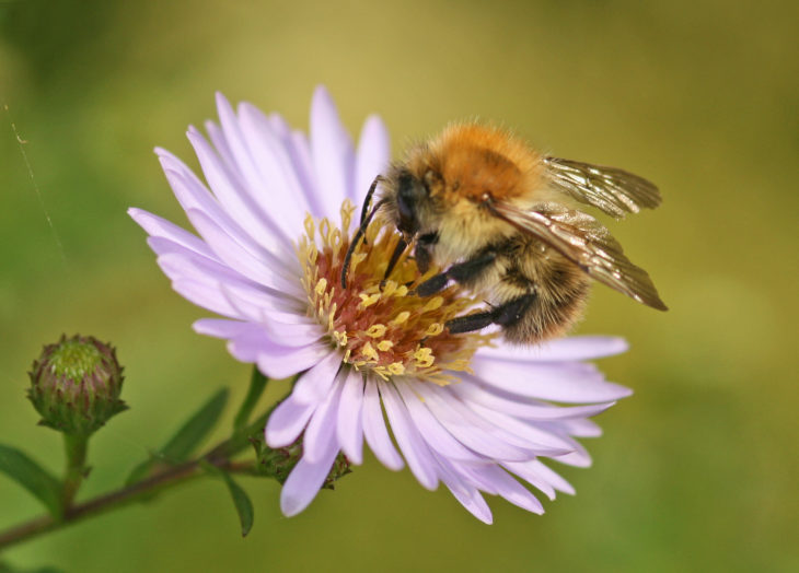 Carder bee © Rachel Scopes