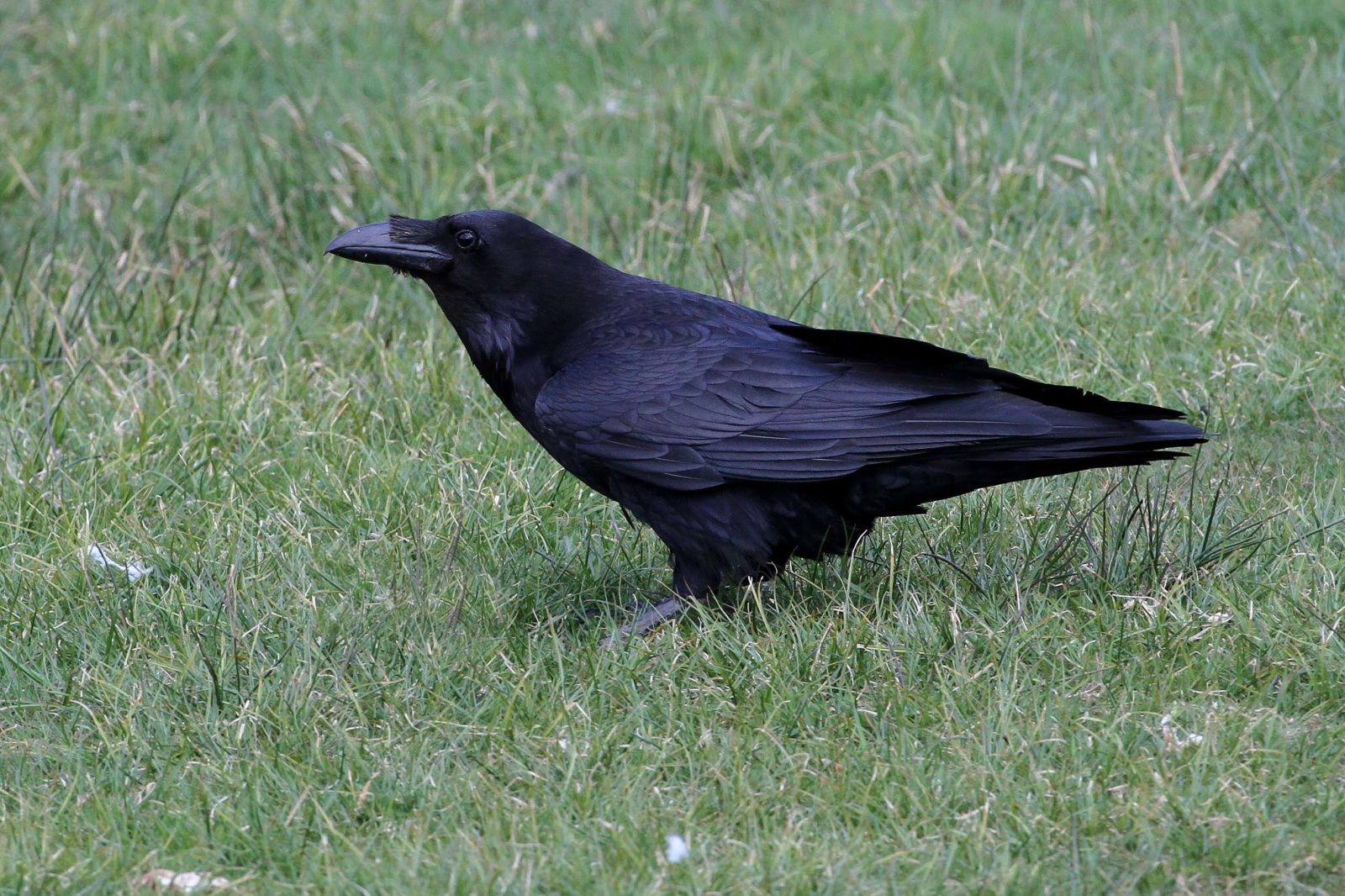 Halloween Creatures | Scottish Wildlife Trust