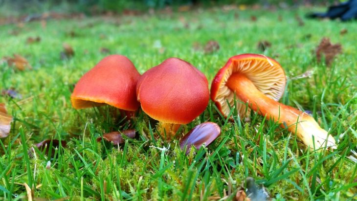 Crimson waxcap © David Genney