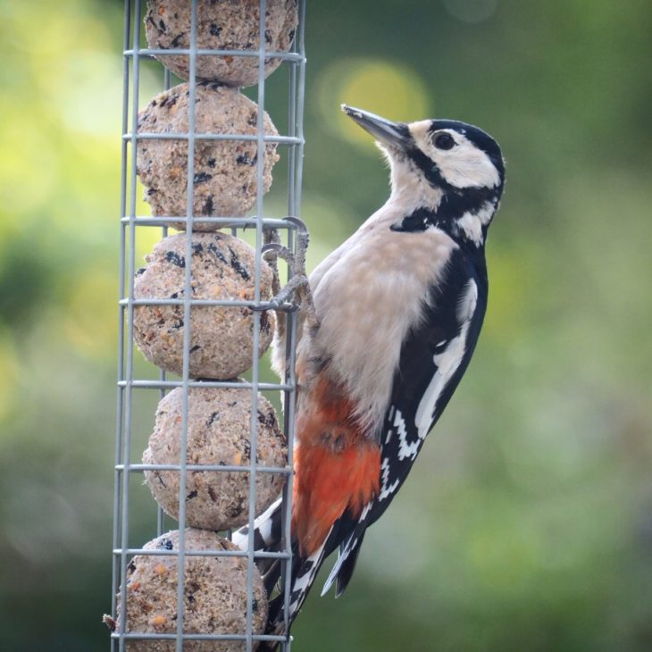 Great spotted woodpecker on fat ball feeder © Pete Haskell