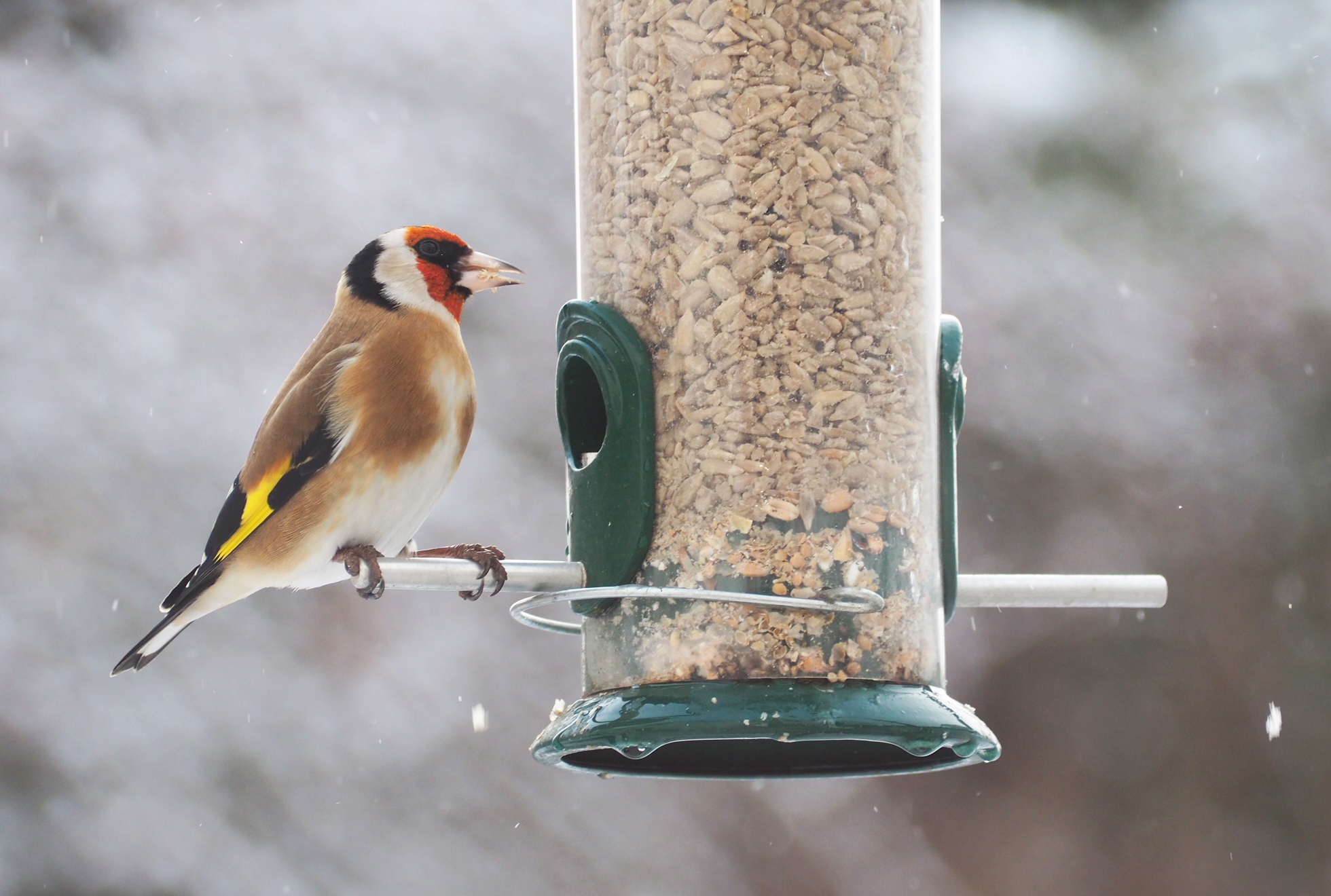 Winter Solstice: A time of darkness and light | Scottish Wildlife Trust