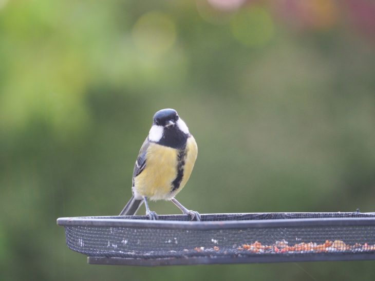 Great tit © Pete Haskell