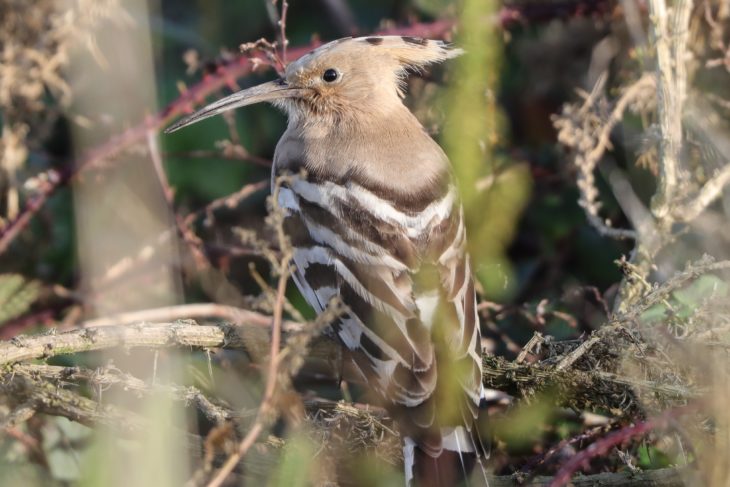 Hoopoe in Montrose © Ron Mitchell