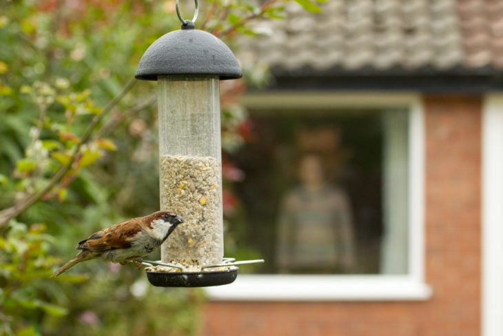 Sparrow on feeder © Ben Hall/2020VISION