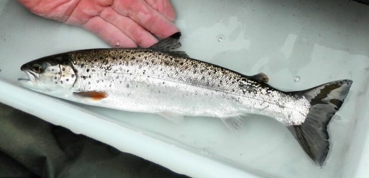 The distinctive silver livery of a sea trout © Argyll Fisheries Trust