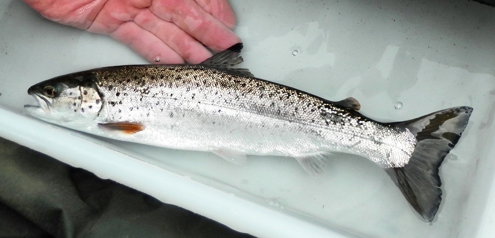 Turning the tide for Scotland's sea trout
