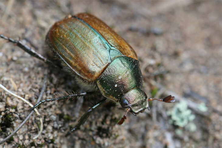 Dune chafer © Iain Hamlin