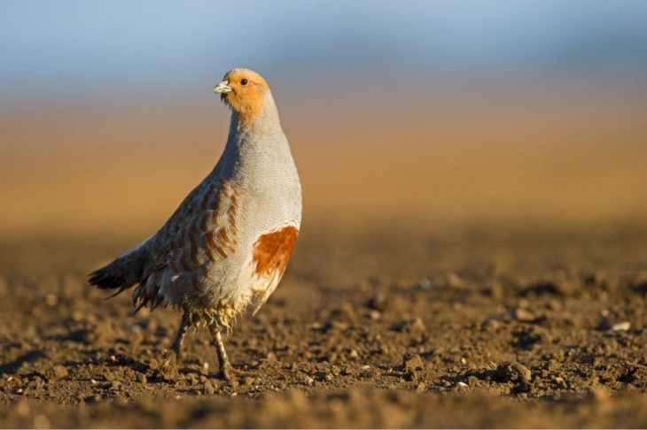 Grey partridge © David Tipling/2020VISION