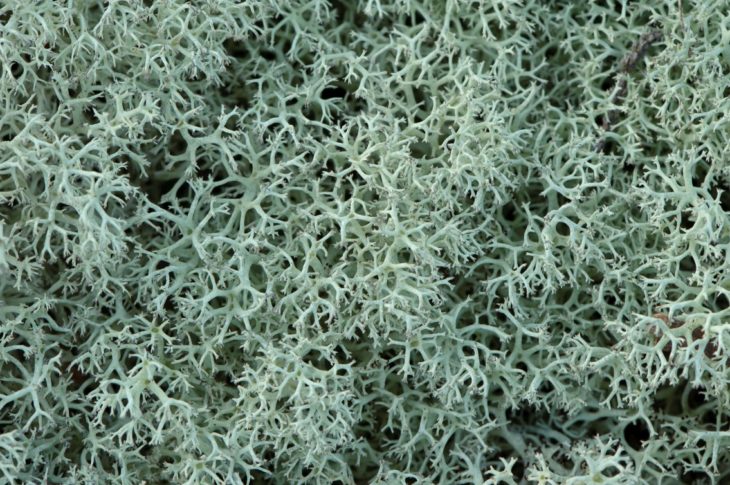 Reindeer lichen © Chris Gomersall/2020VISION