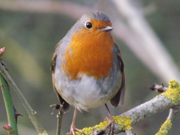 Robin © Catherine Leatherland