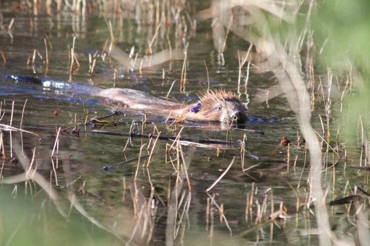 Harris, a beaver released in Knapdale in March 2018. © Ben Harrower, Scottish Beavers