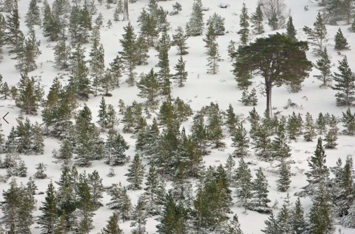 Scots pine © Mark Hamblin/2020 VISION