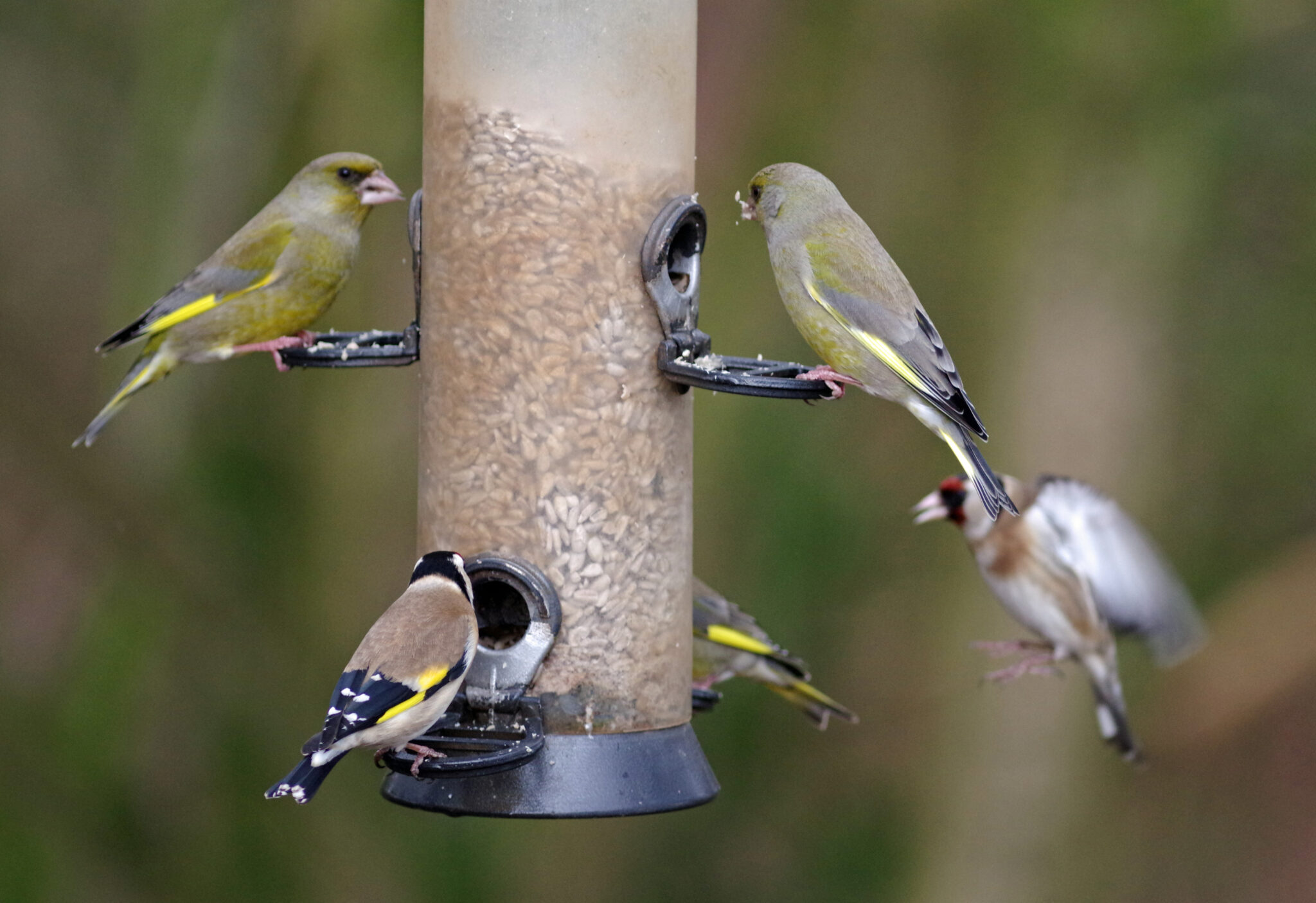 A busy feeder © Gillian Day