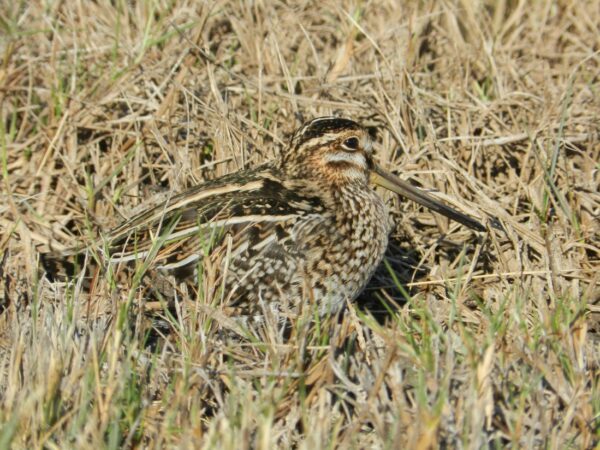 Snipe Spotting | Scottish Wildlife Trust